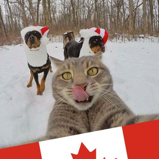 Telegram profile photo for CanadaCat - Canada Québec Montréal