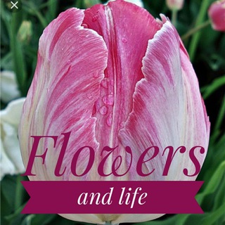 Telegram profile photo for @Flowers and Life