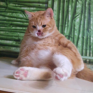 Telegram profile photo for Антон и его друзья.