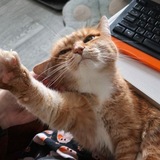 Telegram profile photo for 🐾Кошка в шоке немножко🐾