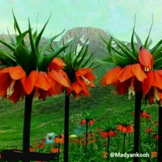 Telegram profile photo for «مادیانڪوه» (ڪلیایی)