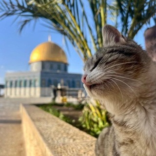 Telegram profile photo for أَنْتَ أُمَّةٌ