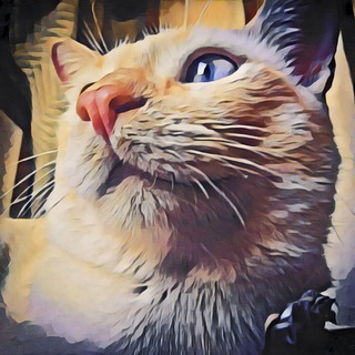 Telegram profile photo for kotokarate