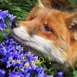Telegram profile photo for Лисий нос 8 кл ФФ🦧