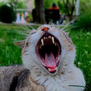 Telegram profile photo for |چالشهای آبان|