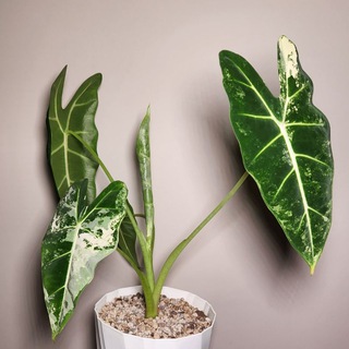 Telegram profile photo for Aloca de botanique (Алоказии/Антуриумы) ЦВЕТЫ 💚