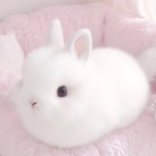 Telegram profile photo for 𝓶𝓲𝓷𝓸𝓻𝔂 𝓬𝓸𝓼𝓹𝓵𝓪𝔂 🐇