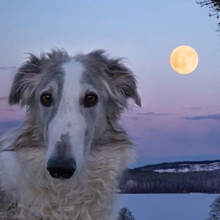 Telegram profile photo for sxzwa (скизва)