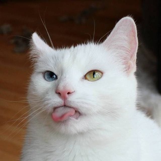 Telegram profile photo for KHAO MANEE