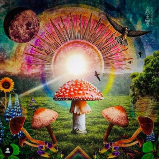 Telegram group profile photo for 🍄Дед Мухомор