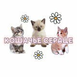 Telegram profile photo for Кошачье сердце🐾