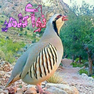 Telegram profile photo for 💖کانال نوای کلهر💖