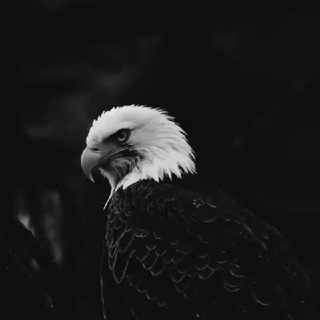 Telegram profile photo for 黑神话不悟空(舍经记)