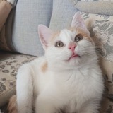 Telegram profile photo for Vitálio