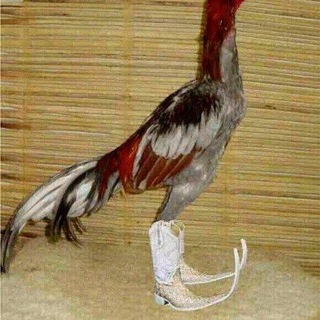 Telegram profile photo for стэн чили дог малоактивный 16+