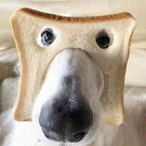 Telegram profile photo for Skipaframe