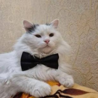 Telegram profile photo for єКотики🐱