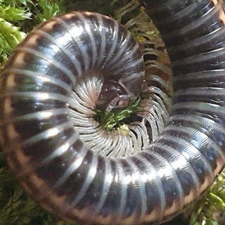 Telegram profile photo for Wildniszeit 💚 folge deiner Fährte