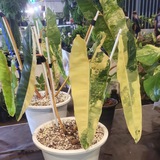Telegram profile photo for Asia Collection Plants🪴💚☘️