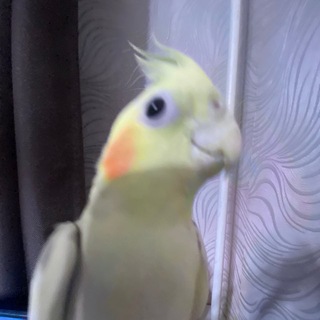Telegram profile photo for QST QURTAG