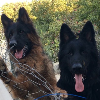 Telegram profile photo for Dog shop