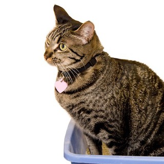 Telegram profile photo for 5. Кошачий Лоток