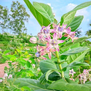 Telegram profile photo for Income bd help