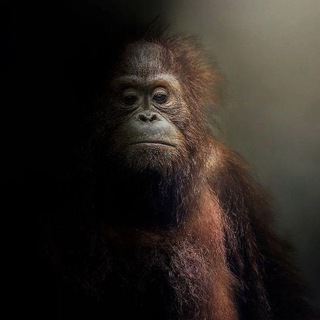 Telegram profile photo for THE AGENT