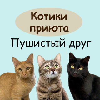 Telegram profile photo for Котики приюта "Пушистый друг"