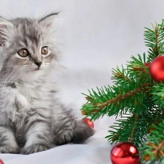 Telegram profile photo for аlеkc христианiн