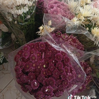 Telegram profile photo for .๐ค๐ฆข Roses.