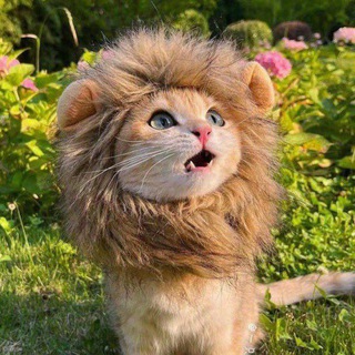 Telegram profile photo for Ламповый канал