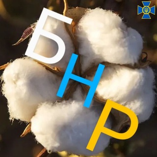 Telegram profile photo for БНР | Белгород — официальный канал ✔️