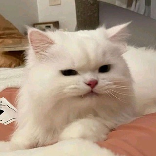 Telegram profile photo for ghost market