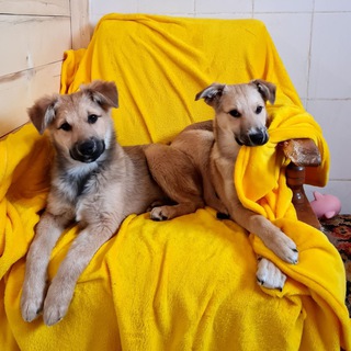 Telegram group profile photo for Собаки центра Кусь