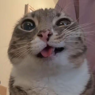 Telegram profile photo for zaichos думает...