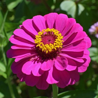 Telegram profile photo for Murmaris