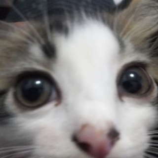 Telegram profile photo for Testimoni Tama Ryuichi