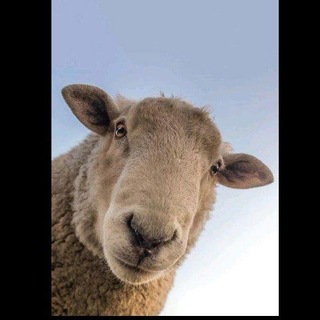 Telegram profile photo for ВАХИ КАЛУГИ 👑