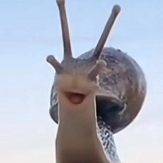 Telegram profile photo for Freak ona lesh