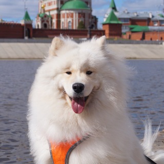 Telegram profile photo for людоед Мишель