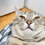 Telegram profile photo for ່