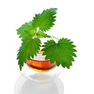 Telegram profile photo for Rutas Plantas medicinales, micología, naturaleza... Aquaignis TV