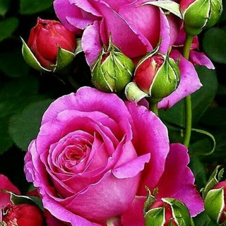 Telegram profile photo for پایگاه خبری کلیشم(گیلان