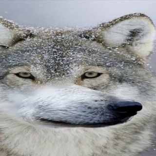Telegram profile photo for Соционические волки | Σ квадра