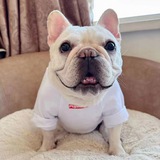Telegram profile photo for BULLY | PORTAL