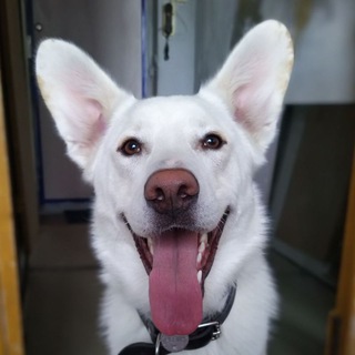 Telegram profile photo for Робинпёс.