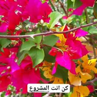 Telegram profile photo for قناة كن أنت المشروع