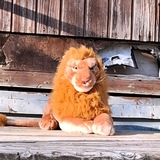 Telegram profile photo for ٤١١