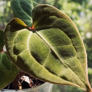 Telegram profile photo for OnlyPlantsLara